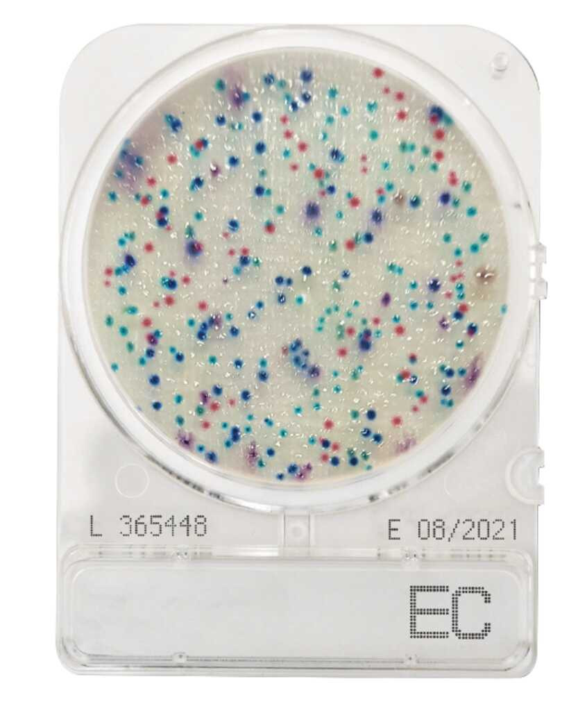 COMPACT DRY (EC) COLIF. & E.COLI (4 UD. PAQ)